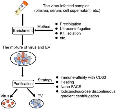 Extracellular Vesicles Regulated by Viruses and Antiviral Strategies